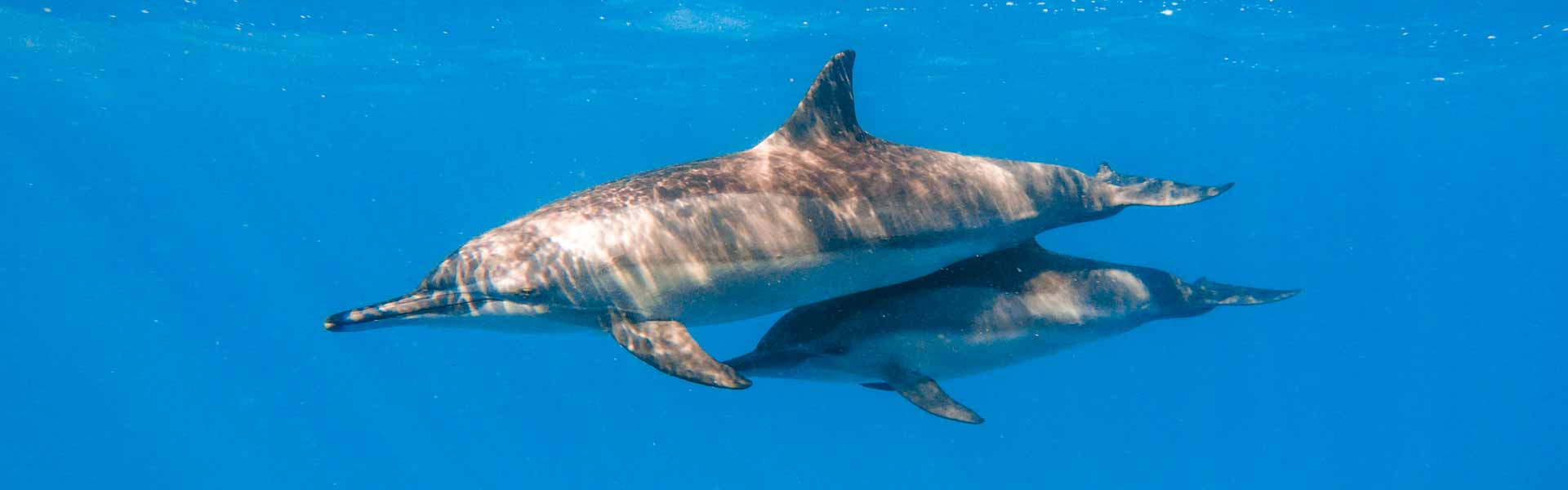 Swimming with dolphins